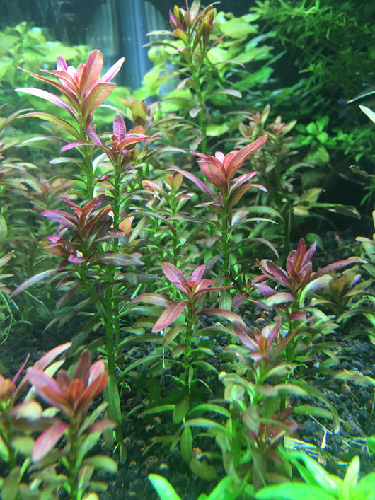 Rotala Ramosior Sunset--RARE - Rice Family Aquatics