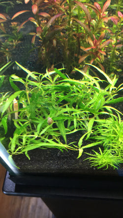 Staurogyne sp. 'Porto Velho' - Rice Family Aquatics