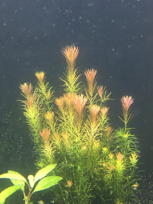 Rotala wallichii - Rice Family Aquatics