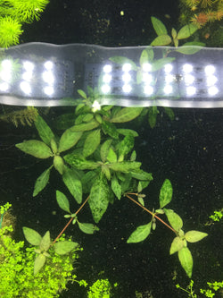Staurogyne sp. ‘purple’ - Rice Family Aquatics
