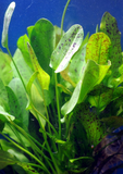 Ozelot Sword-Green (Echinodorus sp. Ozelot)