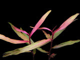 Persicaria sp. 'Sao Paulo' --RARE - Rice Family Aquatics