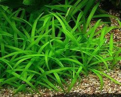 Dwarf Sagittaria - Rice Family Aquatics