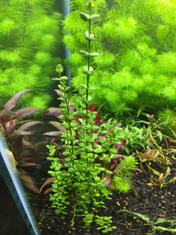LINDERNIA SP. 'INDIA' - Rice Family Aquatics