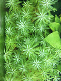 Parrot's Feather (Myriophyllum aquaticum) - Rice Family Aquatics