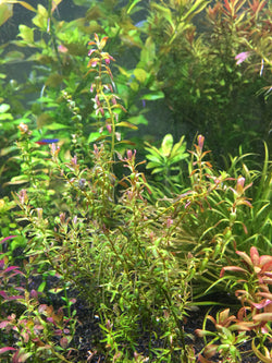Rotala Macrandra Mini Type 2--RARE - Rice Family Aquatics