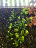 Rotala 'Bonsai' - Rice Family Aquatics