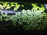 Amazon Frogbit - Rice Family Aquatics