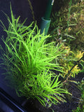 Pogostemon stellatus (Narrow Leaf) - Rice Family Aquatics