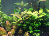 Hygrophila corymbosa Cherry Leaf - Rice Family Aquatics
