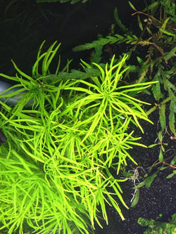 Pogostemon stellatus (Narrow Leaf) - Rice Family Aquatics