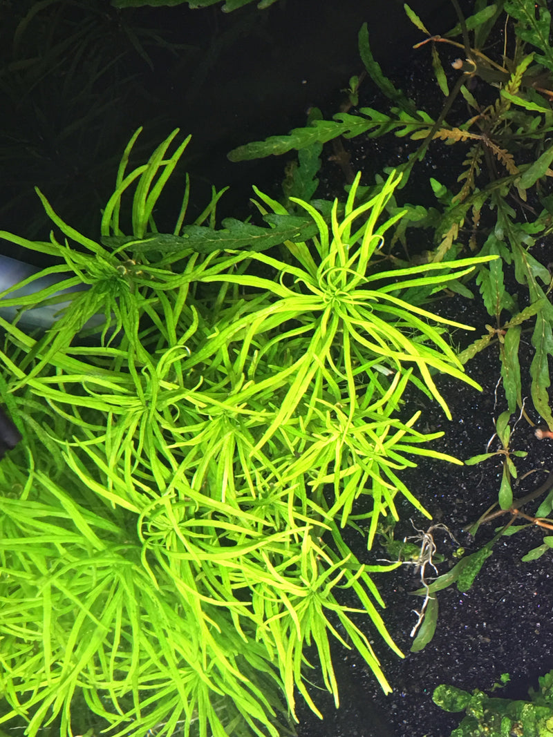 Pogostemon stellatus (Narrow Leaf) – Rice Family Aquatics