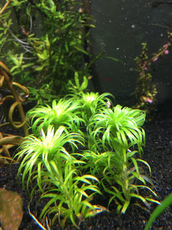 Syngonanthus sp. 'Belem' - Rice Family Aquatics