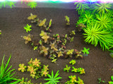 Bacopa sp Purple