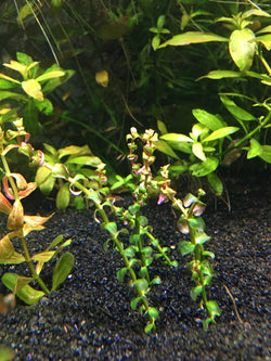 Rotala Mini Type 1 (Pearl) - Rice Family Aquatics
