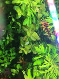 Bacopa (Bacopa caroliniana)
