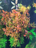 Ludwigia sp Red - Rice Family Aquatics