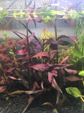 Persicaria sp. 'Sao Paulo' --RARE