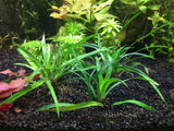 Eriocaulon Vietnam - Rice Family Aquatics