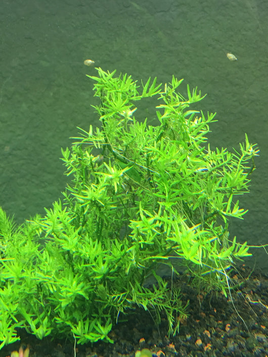 Rotala sp. ‘Green’ - Rice Family Aquatics