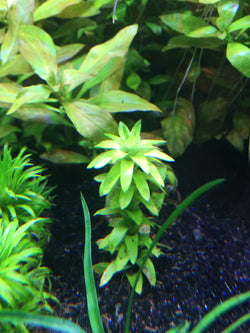 Tonina Fluviatilis - Rice Family Aquatics