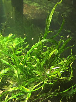 Java Fern Needle Leaf - Rice Family Aquatics
