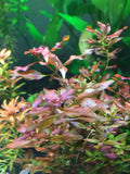 Ludwigia sp Red - Rice Family Aquatics