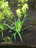 Eriocaulon Vietnam - Rice Family Aquatics