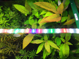 Hygrophila corymbosa Cherry Leaf - Rice Family Aquatics