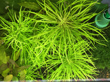 Pogostemon stellatus (Narrow Leaf) - Rice Family Aquatics
