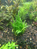 Dwarf Sagittaria - Rice Family Aquatics