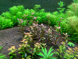 Bacopa sp Purple