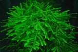 Java Moss - Rice Family Aquatics
